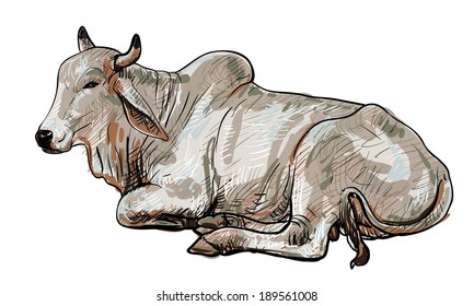 Drawing of resting white cow,American Brahman