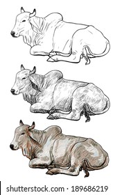 Drawing of resting white cow,American Brahman