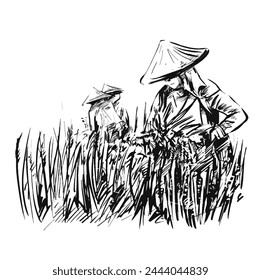 Drawing of Rice harvesting on a plantation in Vietnam