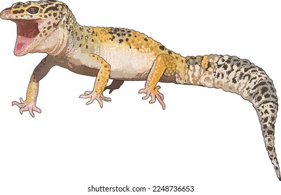 Drawing Rock leopard gecko, dot, beautiful, art.illustration, vector