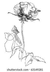 drawing a rose