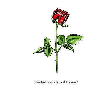 Drawing rose isolated on white background.