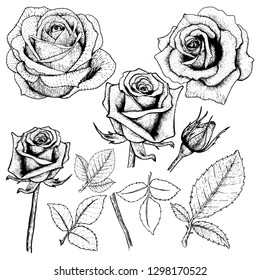 Conjunto de rosas de dibujo