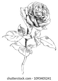 drawing a rose, sketch from nature, vector illustration