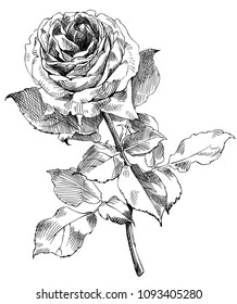 drawing a rose, sketch from nature, vector illustration