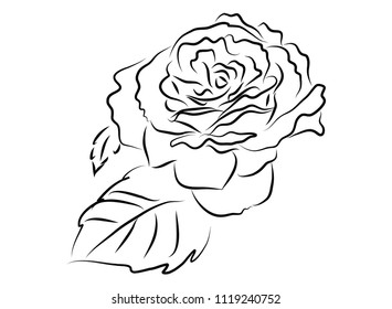 drawing of roses, vector illustration