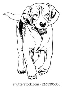 Drawing of running beagle, vector illustration.