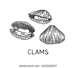 Drawing sea fauna linear. Clams with inscription. Educational material. Minimalistic creativity and art. Underwater dweller. Outline flat vector illustration isolated on white background