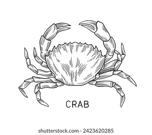 Drawing sea fauna linear. Crab with inscription. Educational material. Minimalistic creativity and art. Booklet and leaflet. Outline flat vector illustration isolated on white background