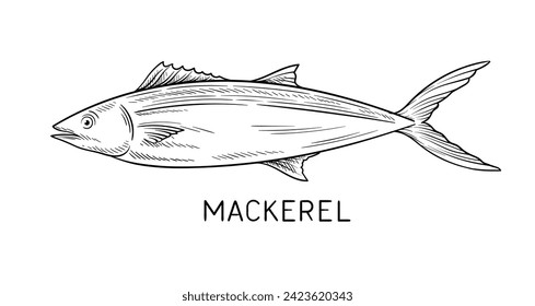 Drawing sea fauna linear. Fish mackerel with inscription. Educational material and infographics. Minimalistic creativity and art. Outline flat vector illustration isolated on white background