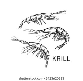 Drawing sea fauna linear. Krill with inscription. Educational material. Abstract creativity and art. Underwater dweller. Outline flat vector illustration isolated on white background