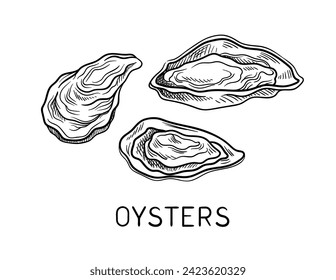 Drawing sea fauna linear. Oysters with inscription. Educational material. Minimalistic creativity and art. Template and layout. Outline flat vector illustration isolated on white background