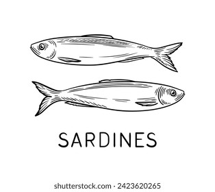 Drawing sea fauna linear. Sardines with inscription. Educational material. Sticker for social networks. Underwater dweller. Outline flat vector illustration isolated on white background