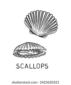 Drawing sea fauna linear. Scallops with inscription. Educational material. Graphic element for website. Underwater dweller. Outline flat vector illustration isolated on white background