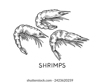 Drawing sea fauna linear. Shrimps with inscription. Educational material. Minimalistic creativity and art. Graphic element for website. Outline flat vector illustration isolated on white background