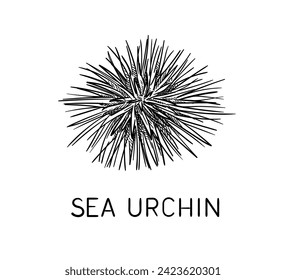 Drawing sea fauna linear. Sea urchin with inscription. Educational material. Hand drawn sketch. Underwater dweller. Outline flat vector illustration isolated on white background