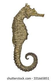 Drawing Sea Horse on white background