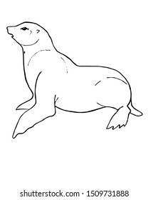 Drawing of a seal on a white background for coloring with paints and pencils