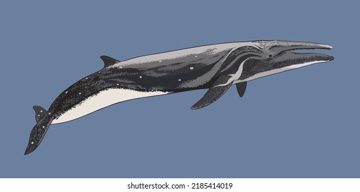 Drawing sei whale, cetacean, art.illustration, vector