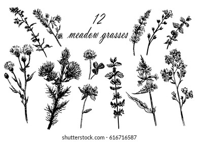 Drawing set of 10 field grasses, sketch, hand-drawn graphics vector illustration