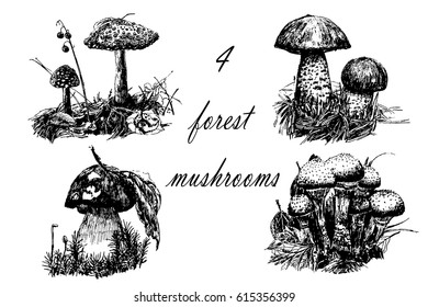 Drawing set of 4 forest mushrooms, sketch graphics hand drawn ink vector illustration