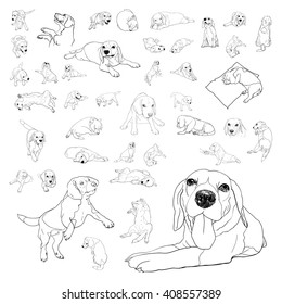 Drawing set of adorable beagle dog,vector illustration