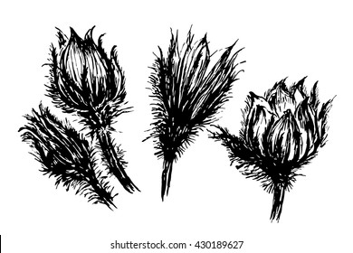 drawing set beautiful flowers snowdrop, sleep-grass sketch hand-drawn graphic ink isolated vector illustration