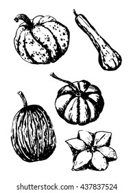 drawing set collection of decorative striped pumpkin sketch hand drawn vector illustration