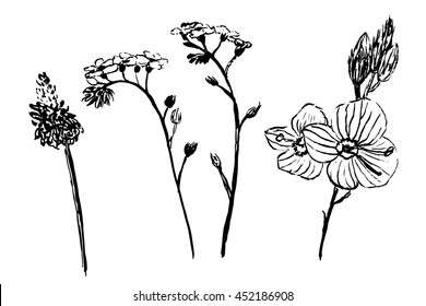 drawing set collection forest and garden herbs sketch hand-drawn graphic isolated vector illustration