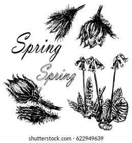 drawing set collection of forest primroses, first spring flowers sketch hand-drawn vector illustration