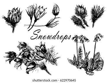 drawing set collection of forest primroses, first spring flowers sketch hand-drawn vector illustration