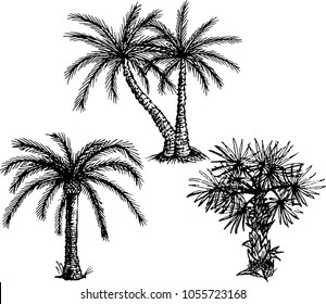 The drawing set of different types palm trees. The outline vector illustration isolated on a white background.