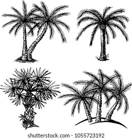 The drawing set of different types palm trees. The outline vector illustration isolated on a white background.