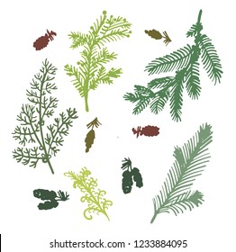 drawing set of elements of isolates, branches of coniferous trees: spruce, juniper, larch, cedar, pine. hand drawn sketch doodle digital vector illustration