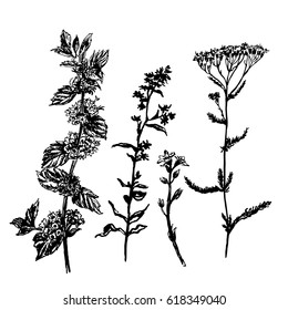 Drawing set of field grasses, sketch, hand-drawn graphics vector illustration 