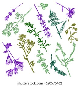 Drawing set of field grasses, sketch, hand-drawn graphics vector illustration