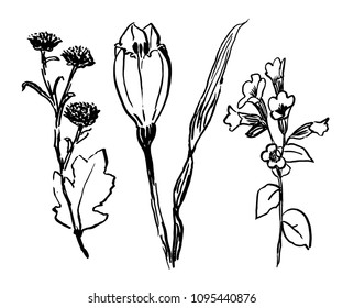 drawing a set of flowers , a sketch of a hand-drawn vector illustration