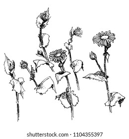drawing a set of flowers , a sketch of a hand-drawn vector illustration