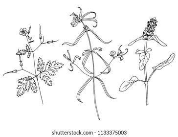 drawing a set of flowers , a sketch of a hand-drawn vector illustration