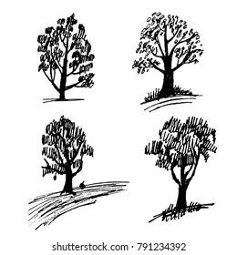 drawing of a set of four leafy trees sketch of a hand-drawn vector illustration