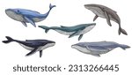 drawing set of humpback whales, consist of six vector illustration of a whales
