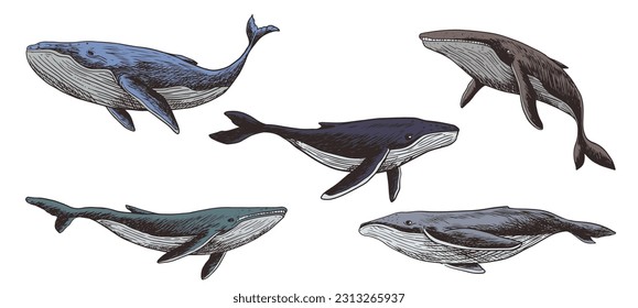 conjunto de dibujos de ballenas jorobadas, consistentes en seis ilustraciones vectoriales de una ballena
