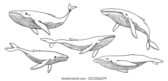 conjunto de dibujos de ballenas jorobadas, consistentes en seis ilustraciones vectoriales de una ballena
