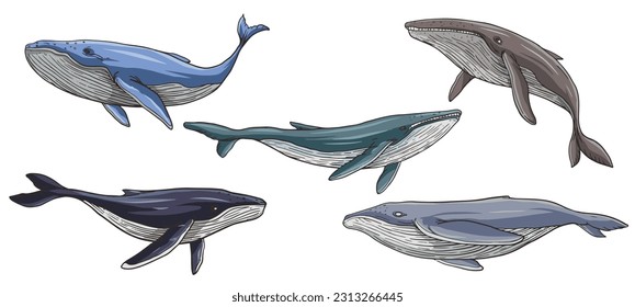 conjunto de dibujos de ballenas jorobadas, consistentes en seis ilustraciones vectoriales de una ballena
