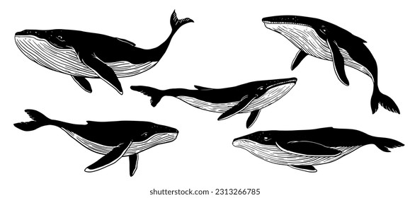 drawing set of humpback whales, consist of six vector illustration of a whales
