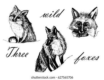 Drawing set of isolated images, three foxes, sketch ink graphics hand-drawn vector illustration