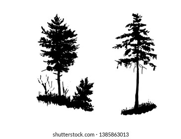 drawing, set of isolates elements, young pine and young spruce in the forest, sketch hand-drawn digital vector illustration