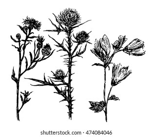 drawing set meadow and field herb and flowers, hand-drawn sketch vector illustration