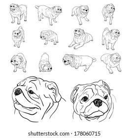 Drawing set of pug in many pose