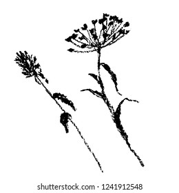 drawing, set of two botanical illustrations of field plants, charcoal sketch, hand-drawn vector illustration. good for decor and prints